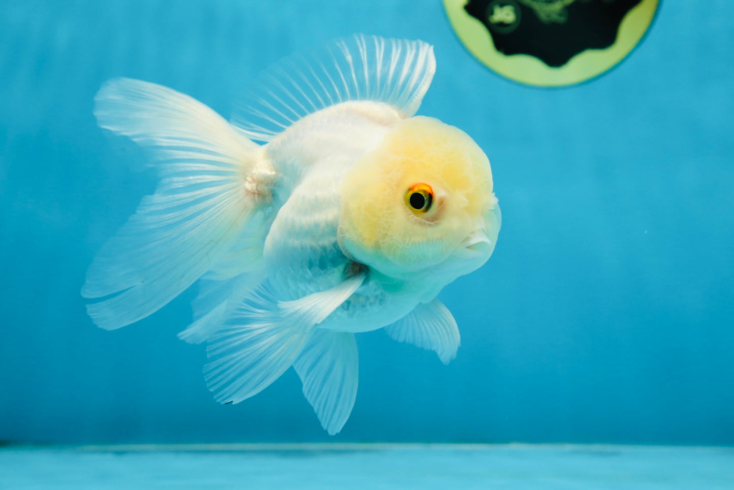 White Beauty Oranda Male 4.5-5 inches #071125OR_14