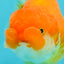 SUPER CUTE A Grade Red White LionQueen 4-4.5 inches #081426LC_16