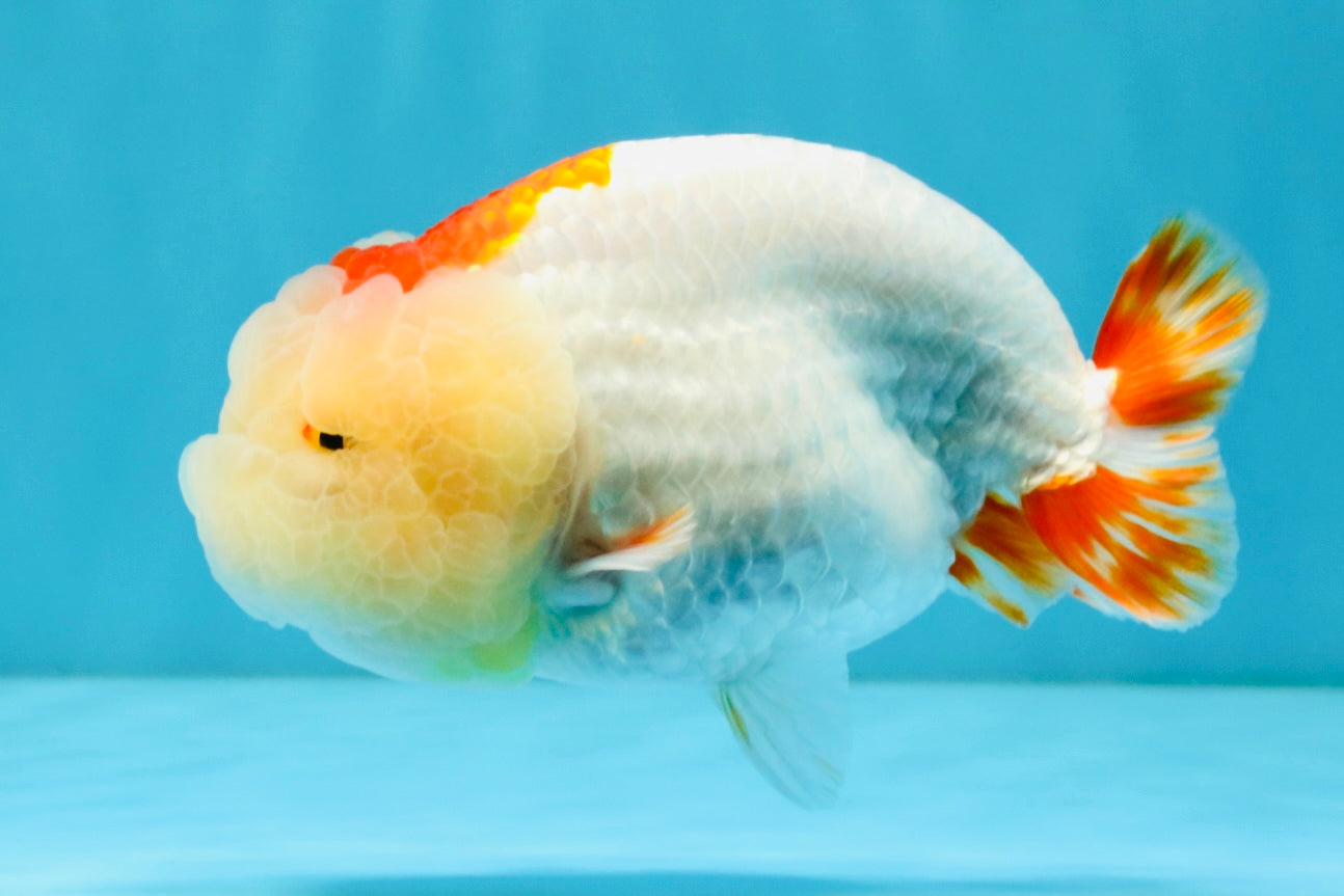 LIPSTICK AAA Grade Red White LionQueen 4.5 inches #032726LC_16