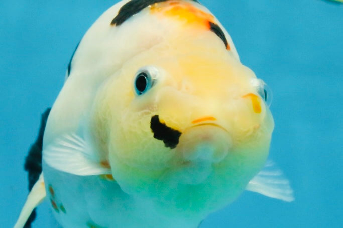 RARE Cow Chinese Ranchu Male 5-5.5 inches #120525RC_04