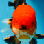 AAA Grade Young Godzilla Apache Oranda Male 6 inches #081525OR_09