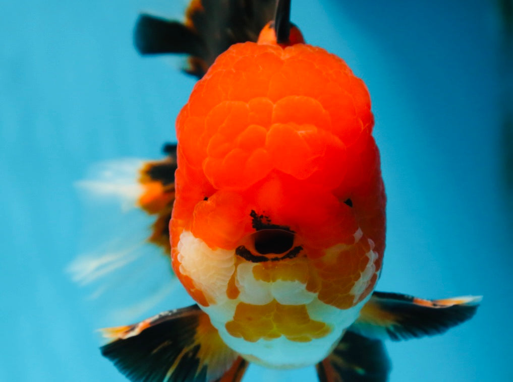 AAA Grade Young Godzilla Apache Oranda Male 6 inches #081525OR_09