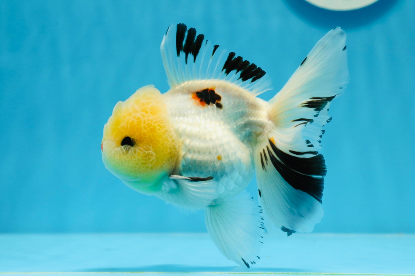 AAA Grade Lemonhead Tricolor Button Eyes Oranda Male 4.5-5 inches #0913OR_14