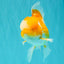 A Grade Cheese Orange White Oranda Male 5.5 inches #062626OR_22