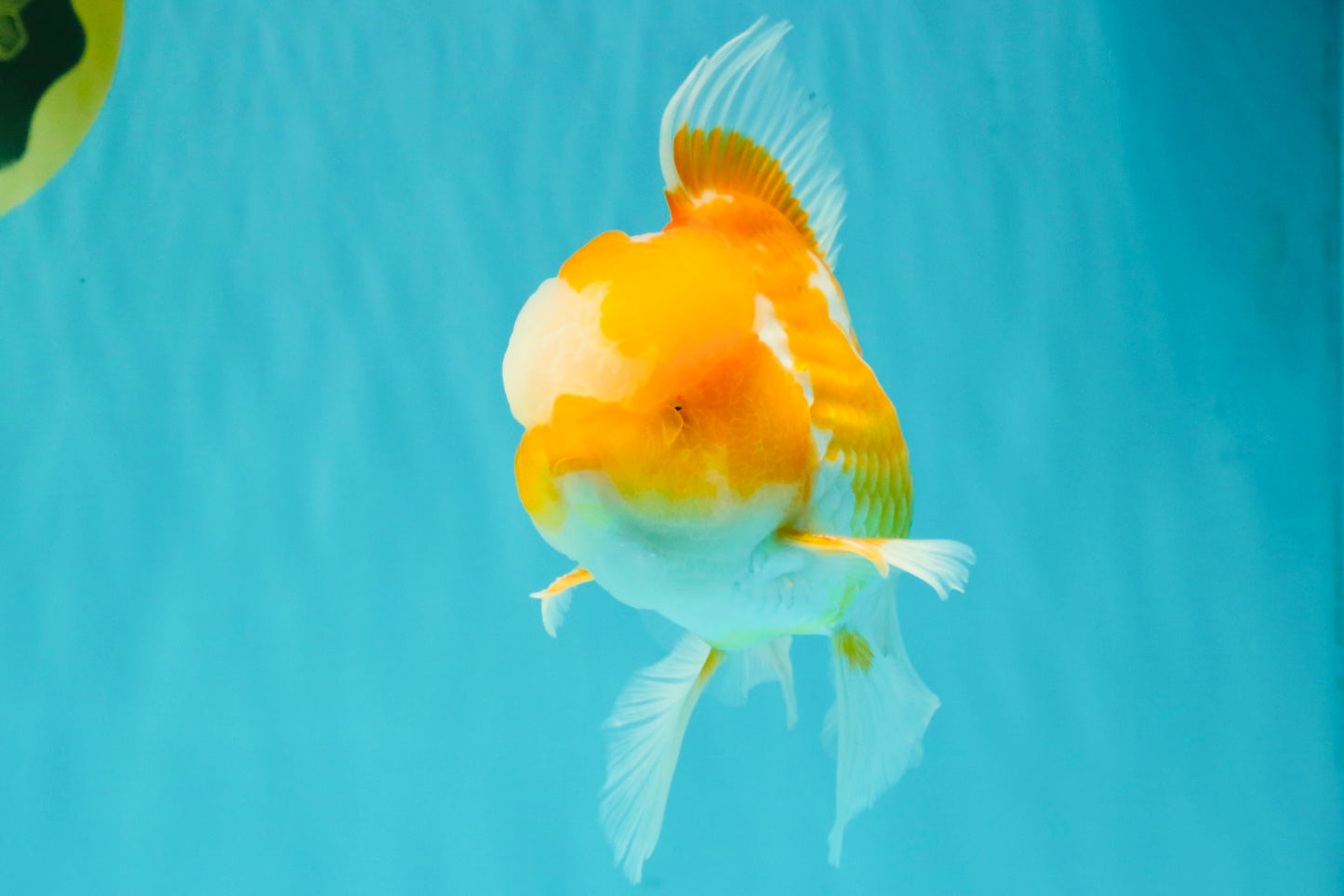 A Grade Cheese Orange White Oranda Male 5.5 inches #062626OR_22