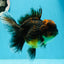 AAA Grade Tiger Oranda Female 5 inches #0119OR_07