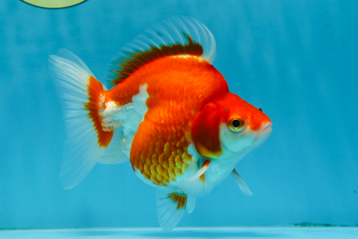 A Grade Red White Ryukin Female 5 inches #071125RK_20