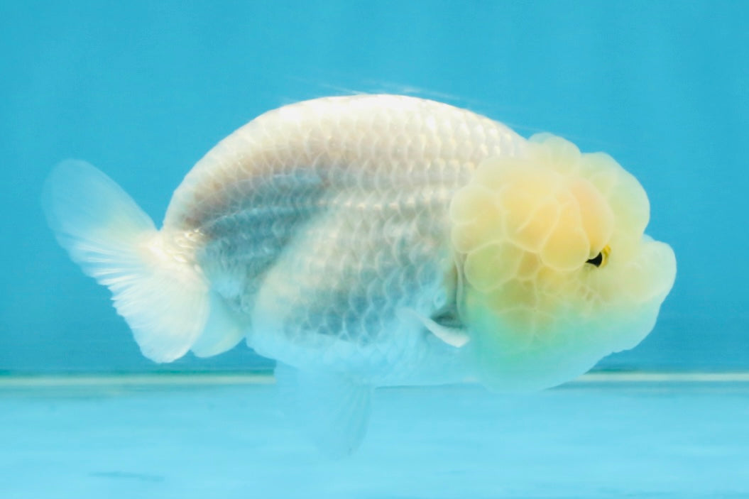 FLUFFY SNOW White LionChu Female 3.5 inches #120525LC_17