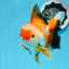 AAA Grade Tricolor Oranda Male 5-5.5 inches #0830OR_21