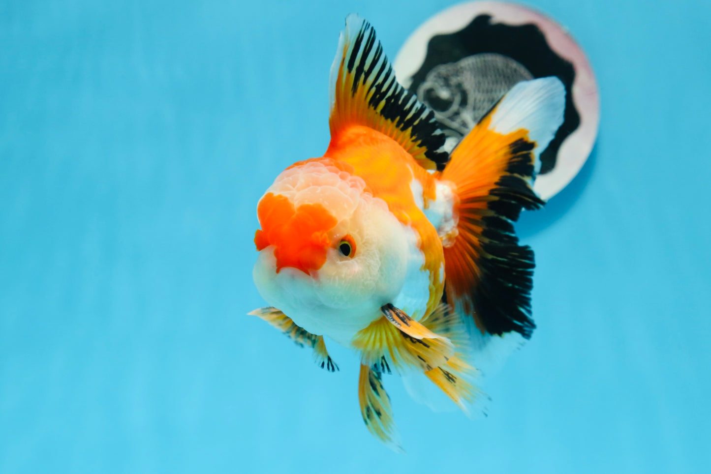 AAA Grade Tricolor Oranda Male 5-5.5 inches #0830OR_21