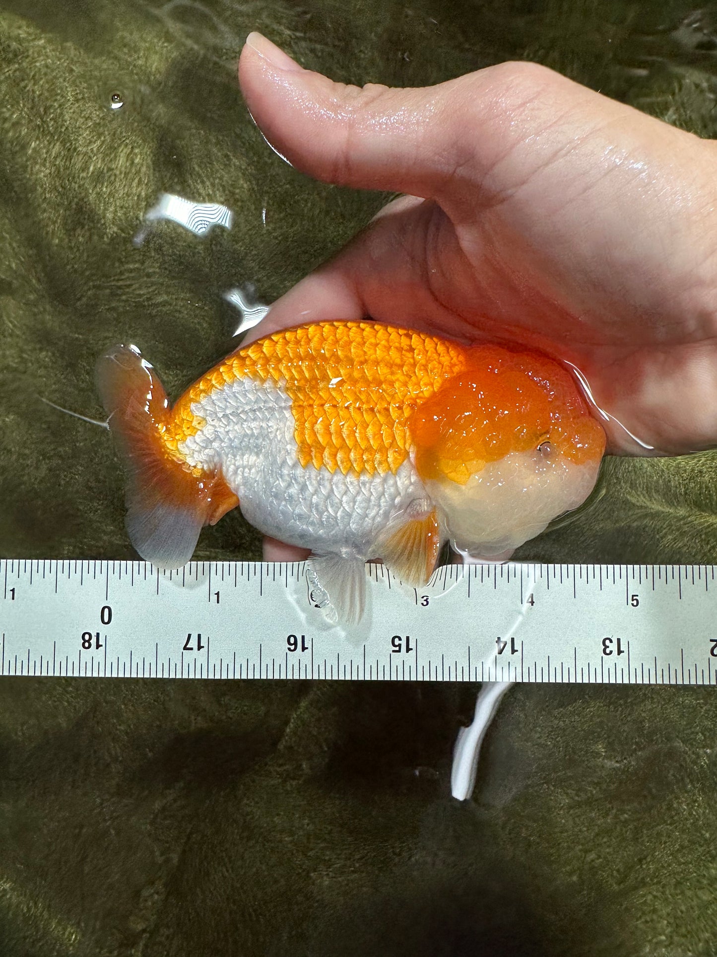 A Grade Orange White LionKing 4.5 inches #112224LC_21