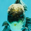 AAA Grade Kirin Jade Head Oranda Male 6 inches #070626OR_20
