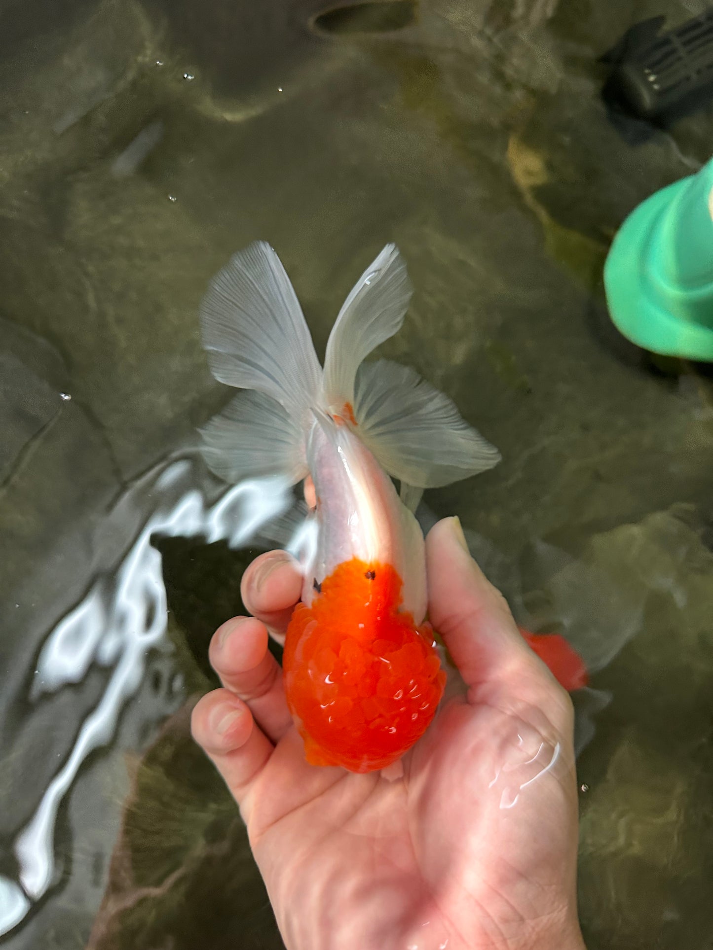 Sakura Oranda Male 5.5 inches #110124OR_13