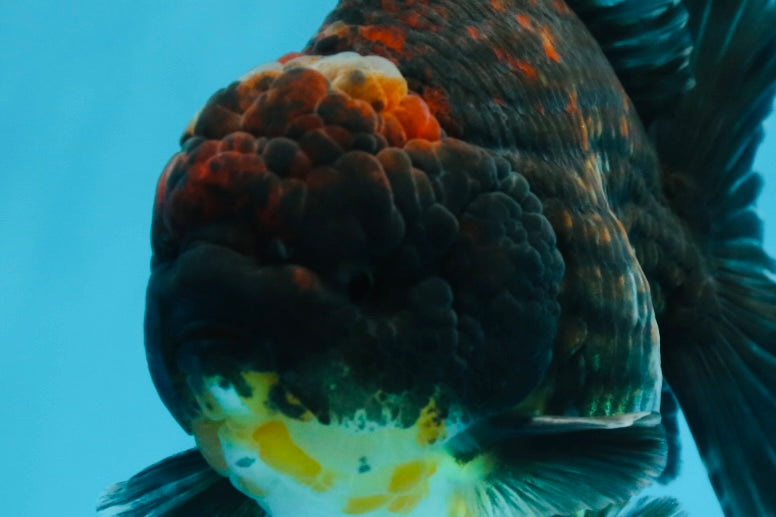 AAA Grade Godzilla Kirin Yuanbao Male 5.5 inches #082225YB_04