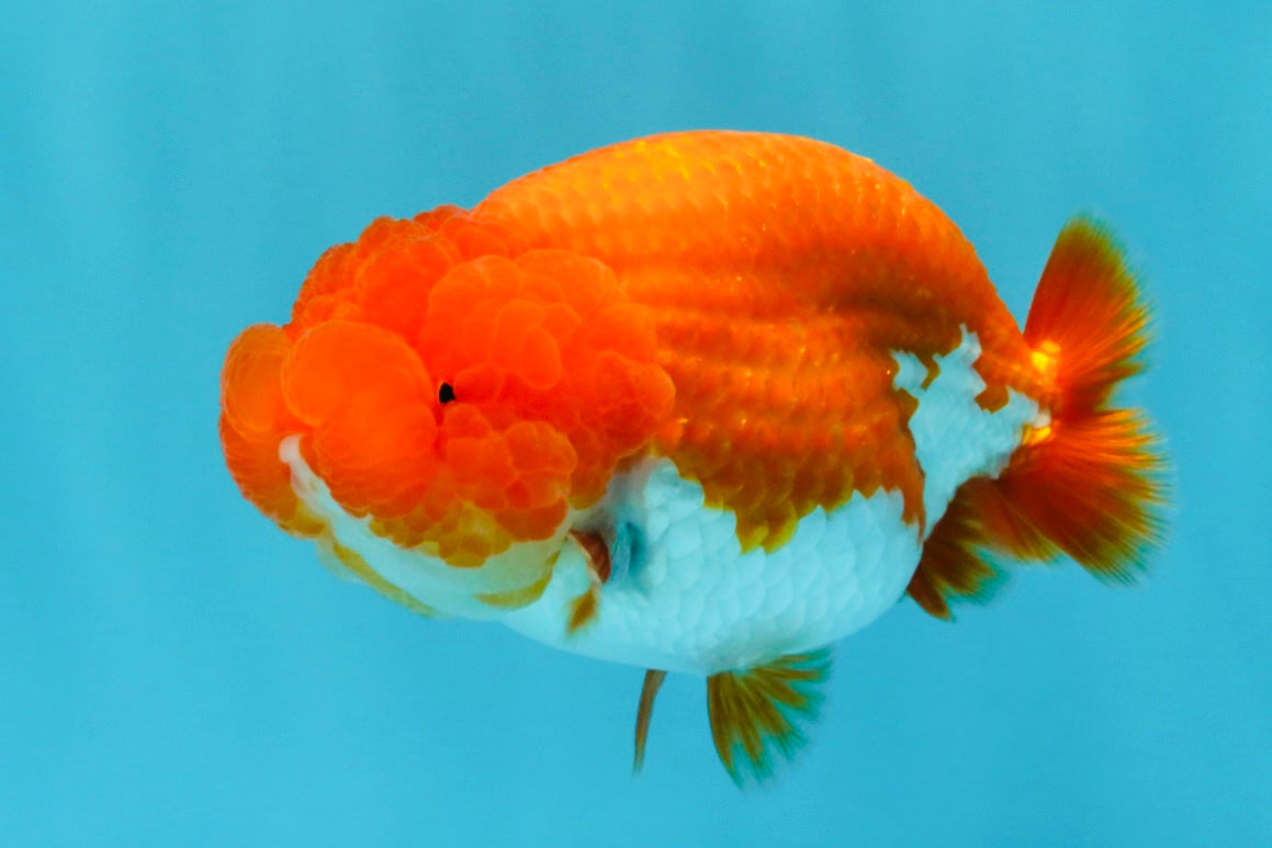 CHUBBY AAA Grade Red White LionQueen 4  inches #022026LC_16