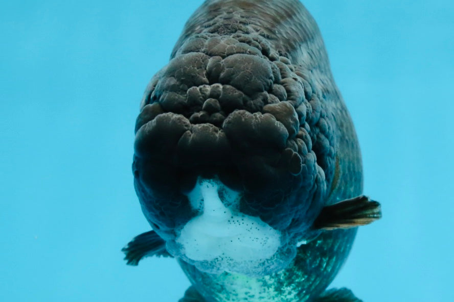 AAA Grade Black Strong Body Structure LionQueen 5.5 inches #101725LC_21