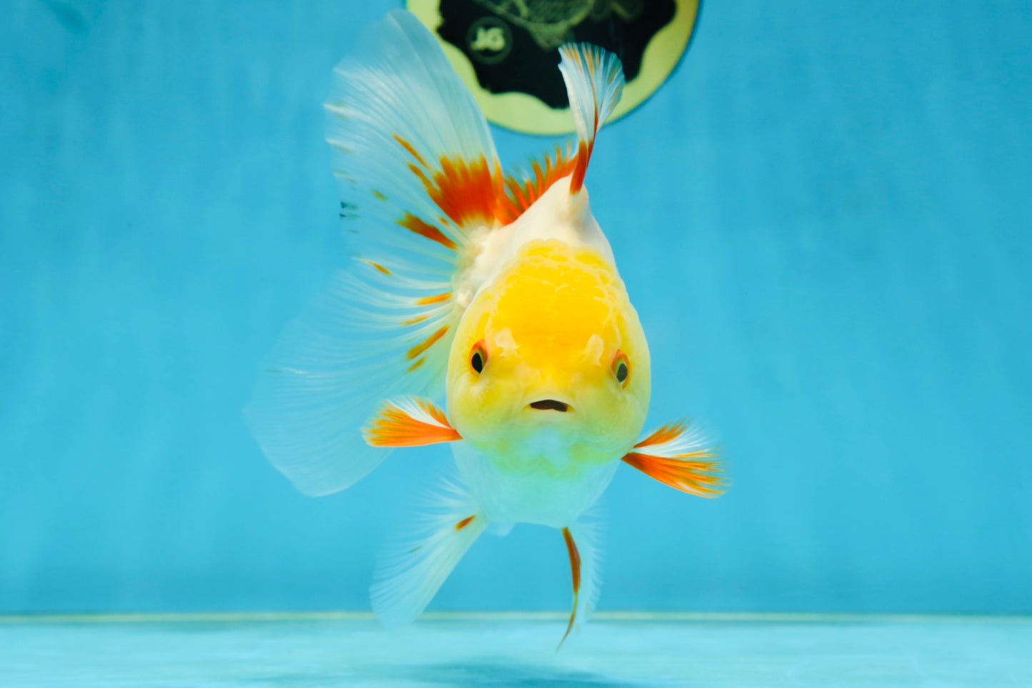 A Grade Butterfly White Orange Oranda Female 5.5 inches #062725OR_23