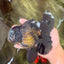 GODZILLA AAA Grade Black Oranda Male 6 inches #100926OR_24