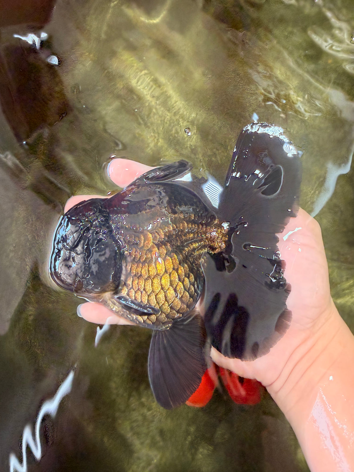 GODZILLA AAA Grade Black Oranda Male 6 inches #100926OR_24