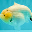 AAA Grade  Diamond Scale White Sakura Shark Ranchu Male 5.5 inches #100226RC_27