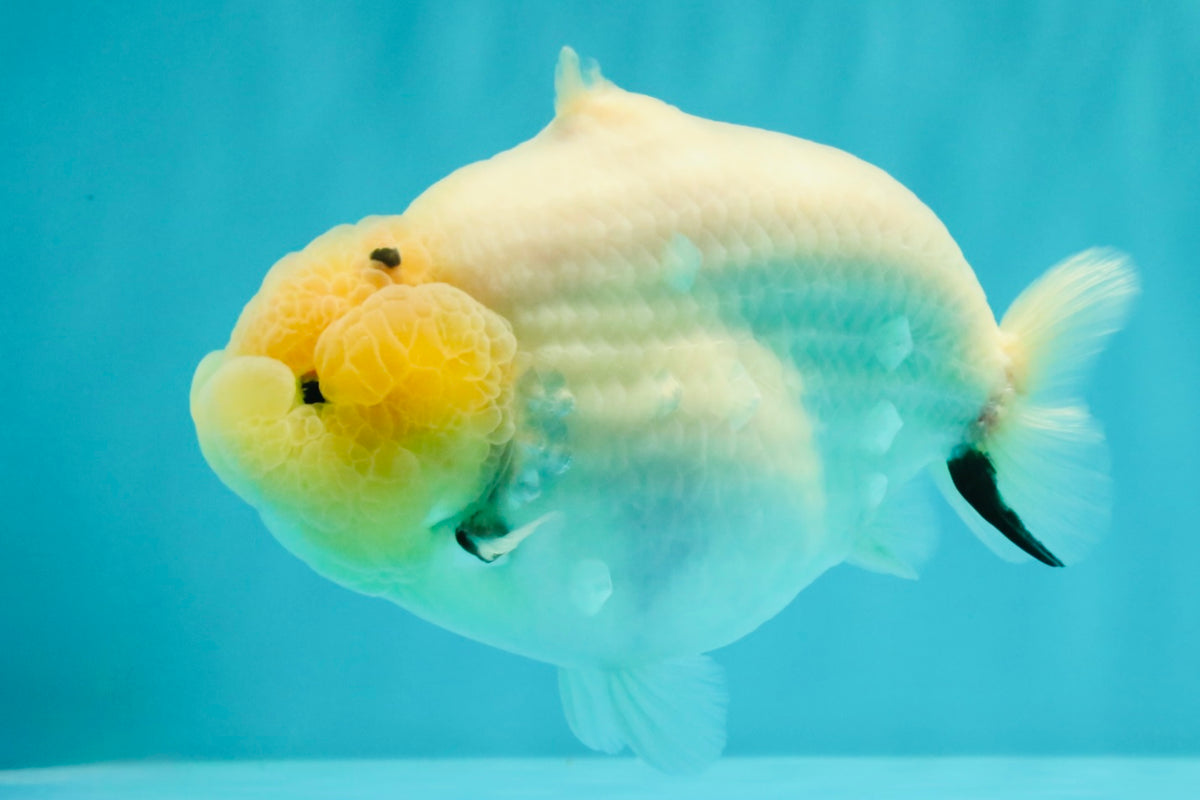 AAA Grade  Diamond Scale White Sakura Shark Ranchu Male 5.5 inches #100226RC_27