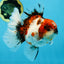 AAA Grade Young Godzilla Calico Oranda Male 5.5 inches #080125OR_04