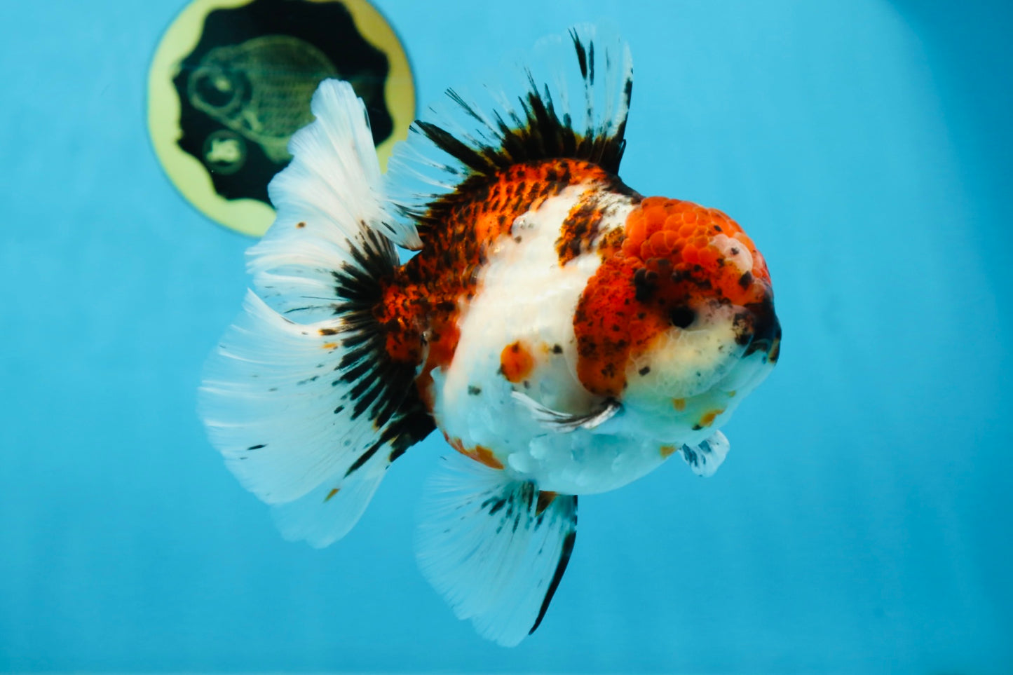 AAA Grade Young Godzilla Calico Oranda Male 5.5 inches #080125OR_04