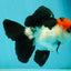 A Grade Tricolor Oranda Male 5-5.5 inches #110824OR_09