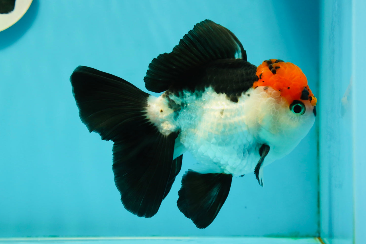 A Grade Tricolor Oranda Male 5-5.5 inches #110824OR_09