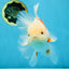 AAA Grade ADORABLE Sakura Oranda Male 6-6.5 inches #091925OR_14