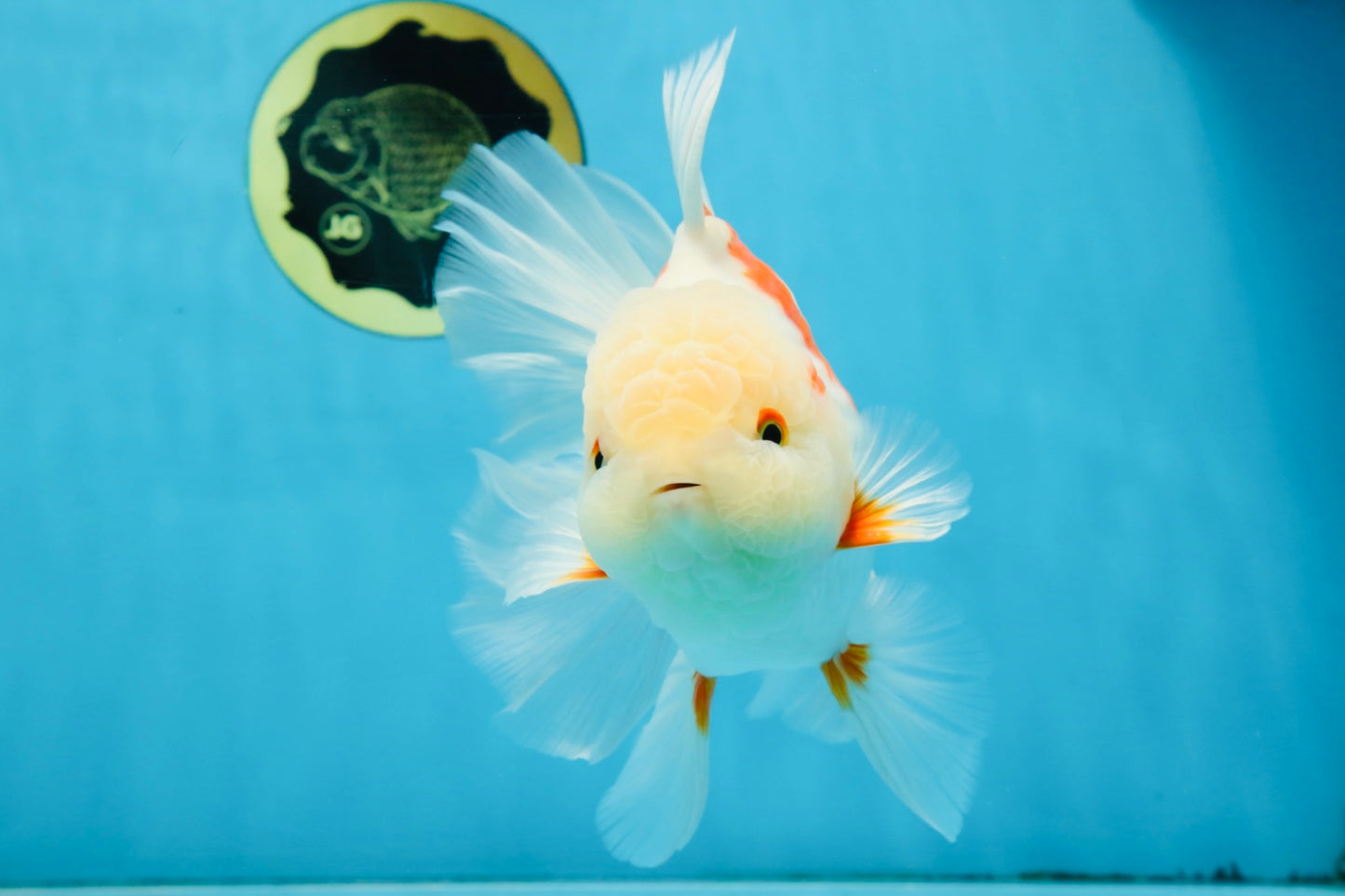 AAA Grade ADORABLE Sakura Oranda Male 6-6.5 inches #091925OR_14