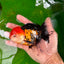 Oranda macho tricolor de grado A de 5 pulgadas n.° 0906OR_29