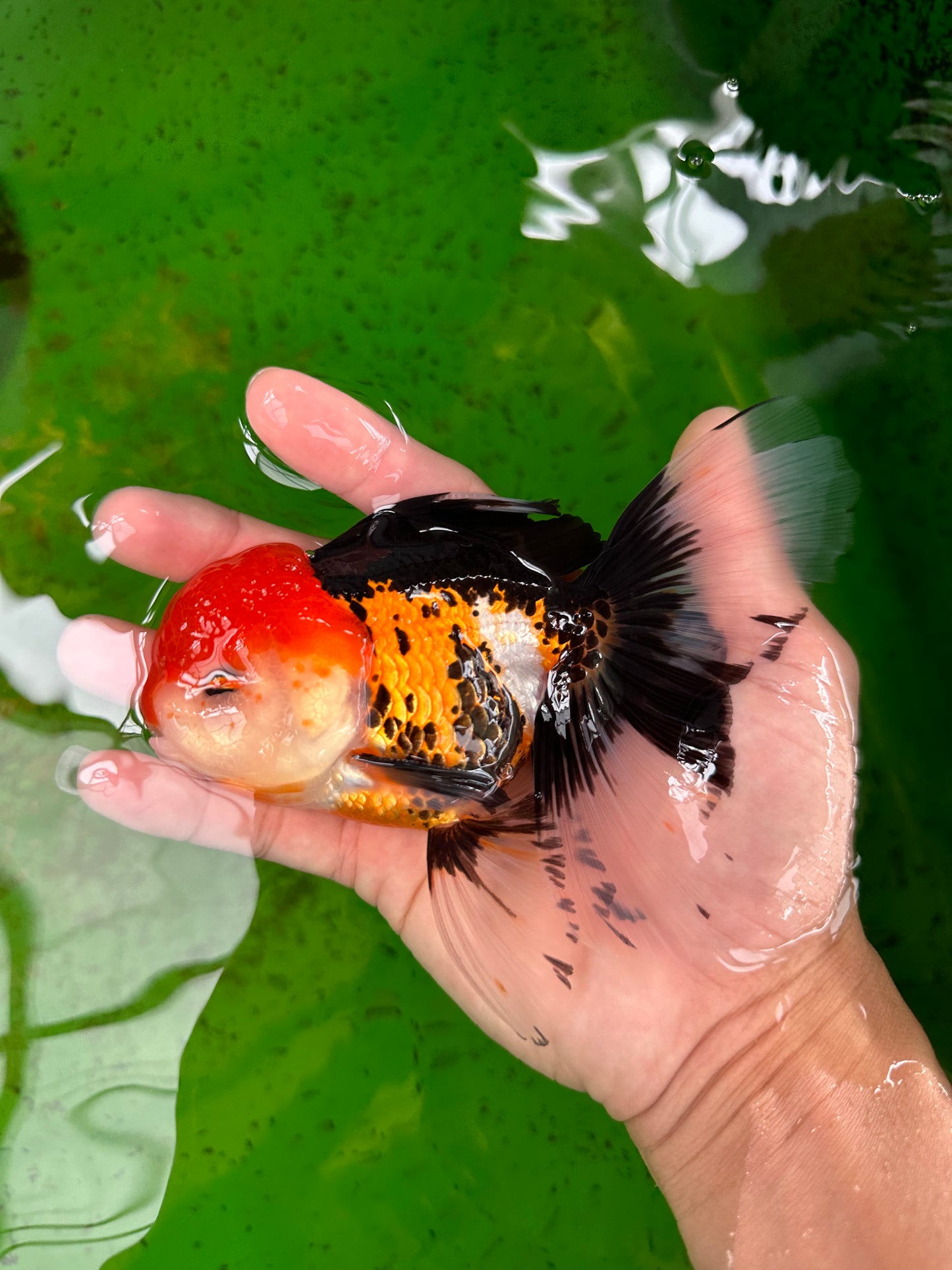 Oranda macho tricolor de grado A de 5 pulgadas n.° 0906OR_29