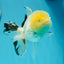 A Grade Lemonhead Panda Oranda Female 5.5 inches #1004OR_34