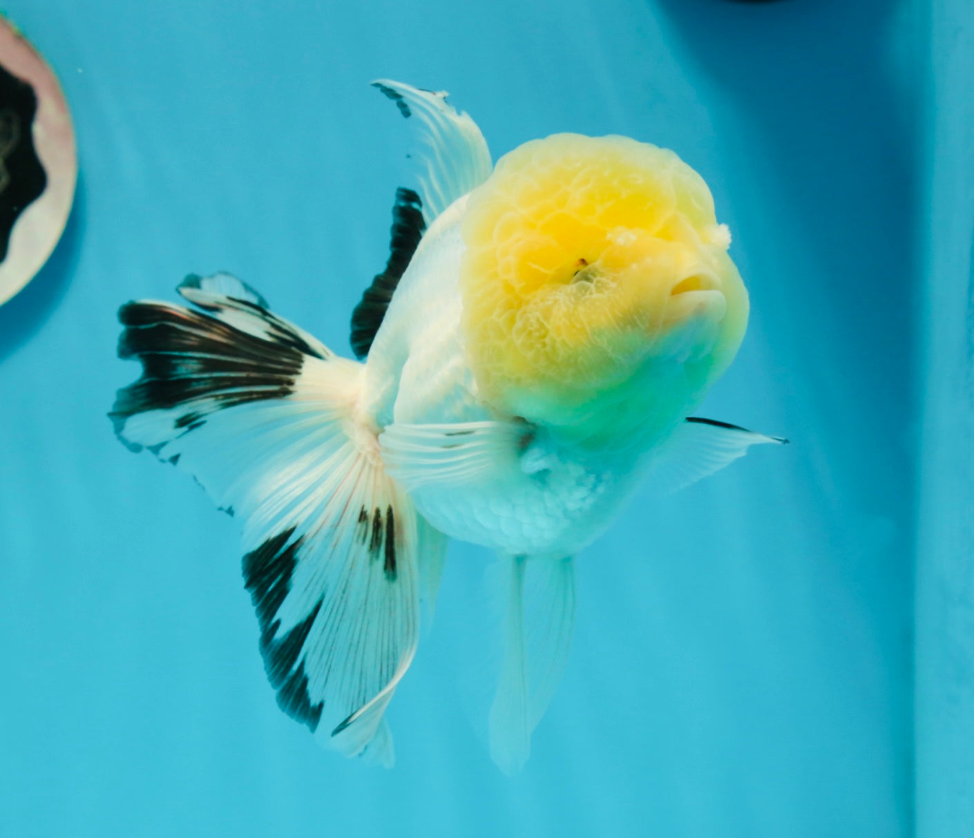 A Grade Lemonhead Panda Oranda Female 5.5 inches #1004OR_34