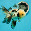 AAA Grade Tricolor Oranda Perfect Shape Male 5.5 inches #1011OR_05