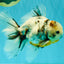 UNIQUE A Grade Calico Oranda Male 6.5 inches #082826OR_06