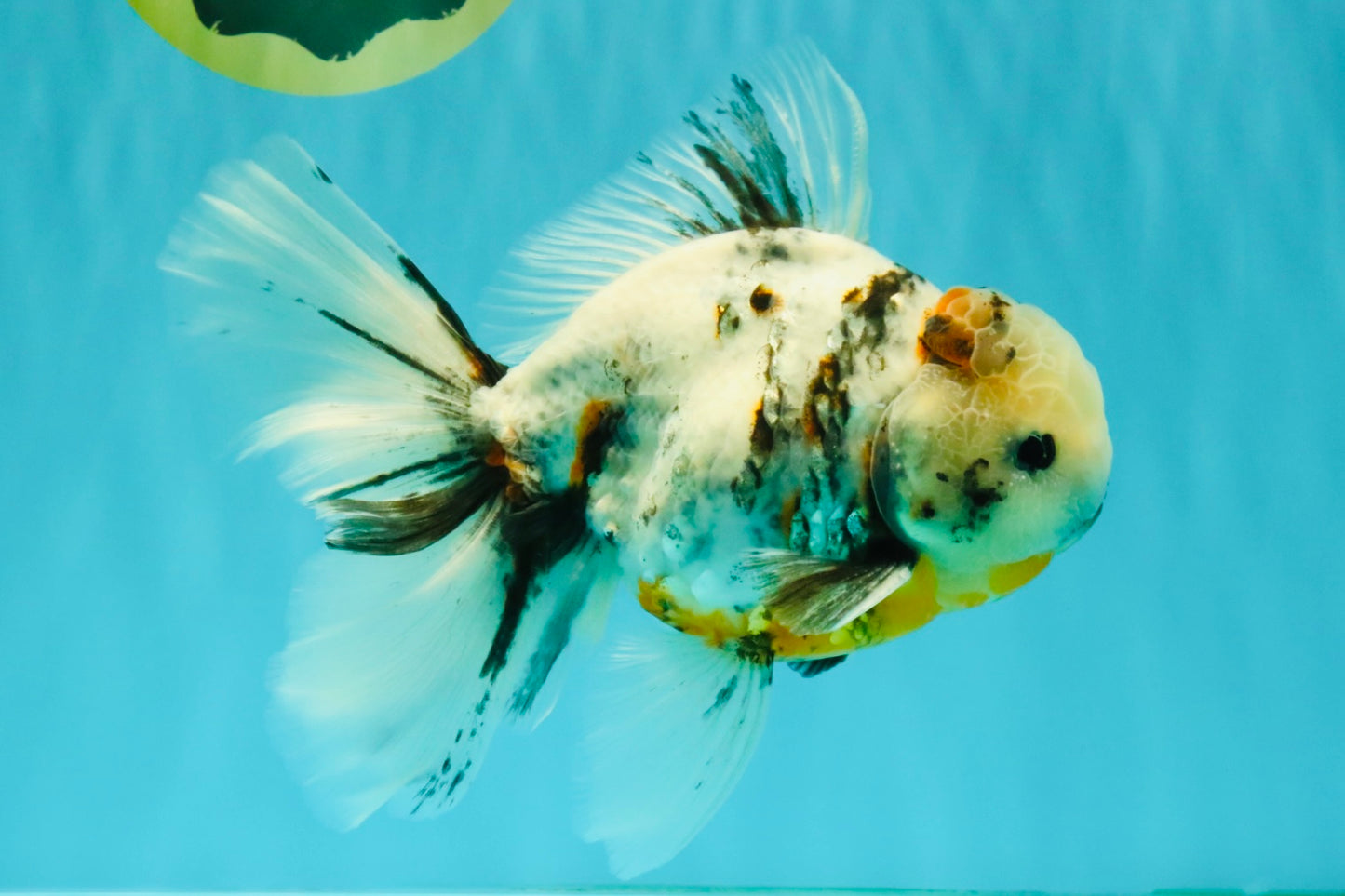 UNIQUE A Grade Calico Oranda Male 6.5 inches #082826OR_06