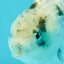 A Grade White Tiger LionQueen 4 inches #082126LC_31