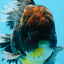 AAA Grade Young Godzilla Sakura Kirin Oranda Male 6 inches #081525OR_11