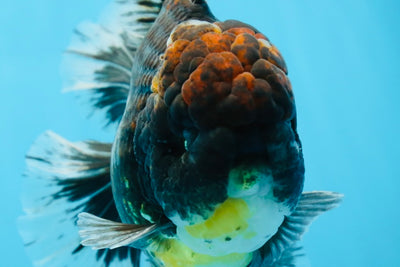 AAA Grade Young Godzilla Sakura Kirin Oranda Male 6 inches #081525OR_11