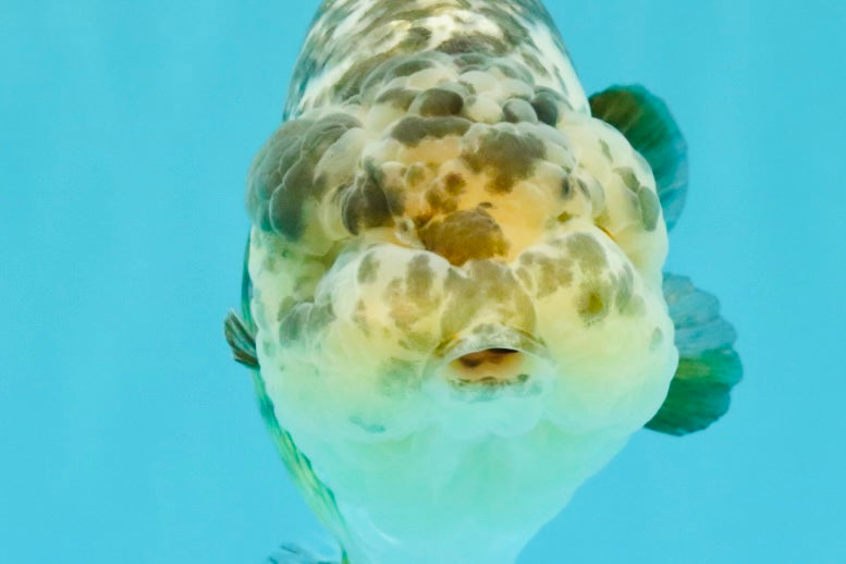SPECIAL Pepper Calico Chinese Ranchu Female 6-6.5 inches #032026RC_30