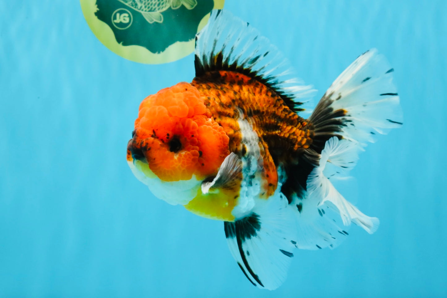 JUMBO A Grade Calico Oranda Male 6-6.5 inches #040326OR_21