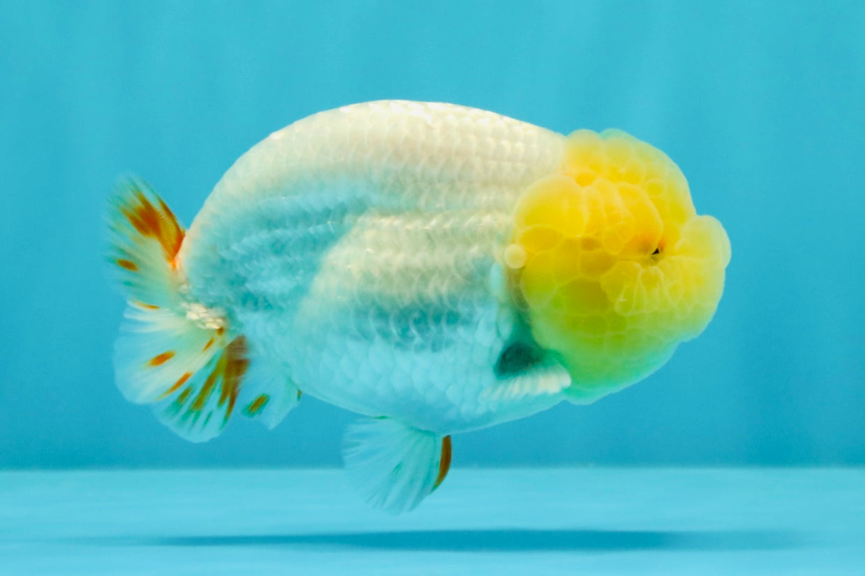 CHICKIE AAA Grade Red White Lipstick LionKing 4-4.5 inches #031326LC_11