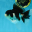 A Grade Panda Oranda Female 5-5.5 inches #051625OR_34