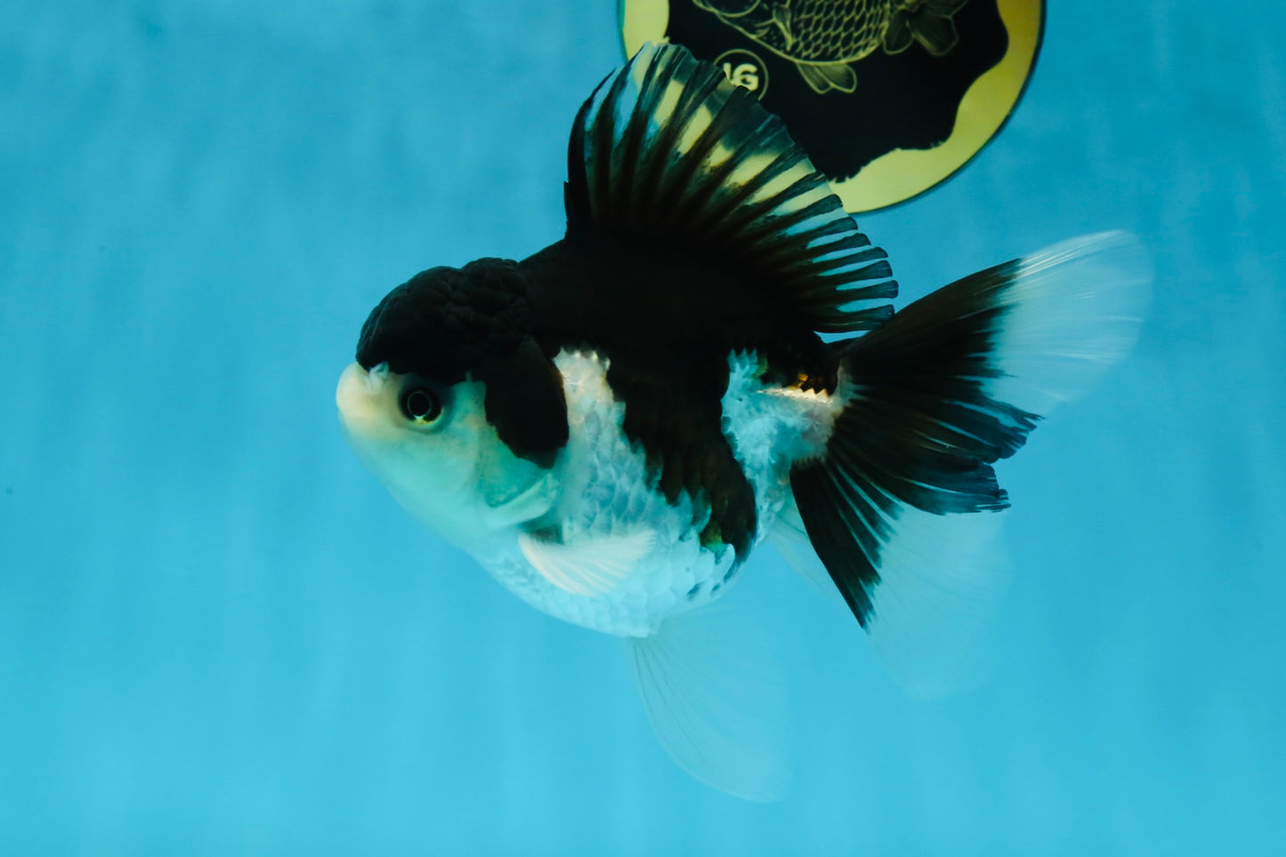A Grade Panda Oranda Female 5-5.5 inches #051625OR_34