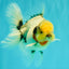 CHONKY AAA Grade Marble Button Eyes Oranda Male 6 inches #061926OR_27
