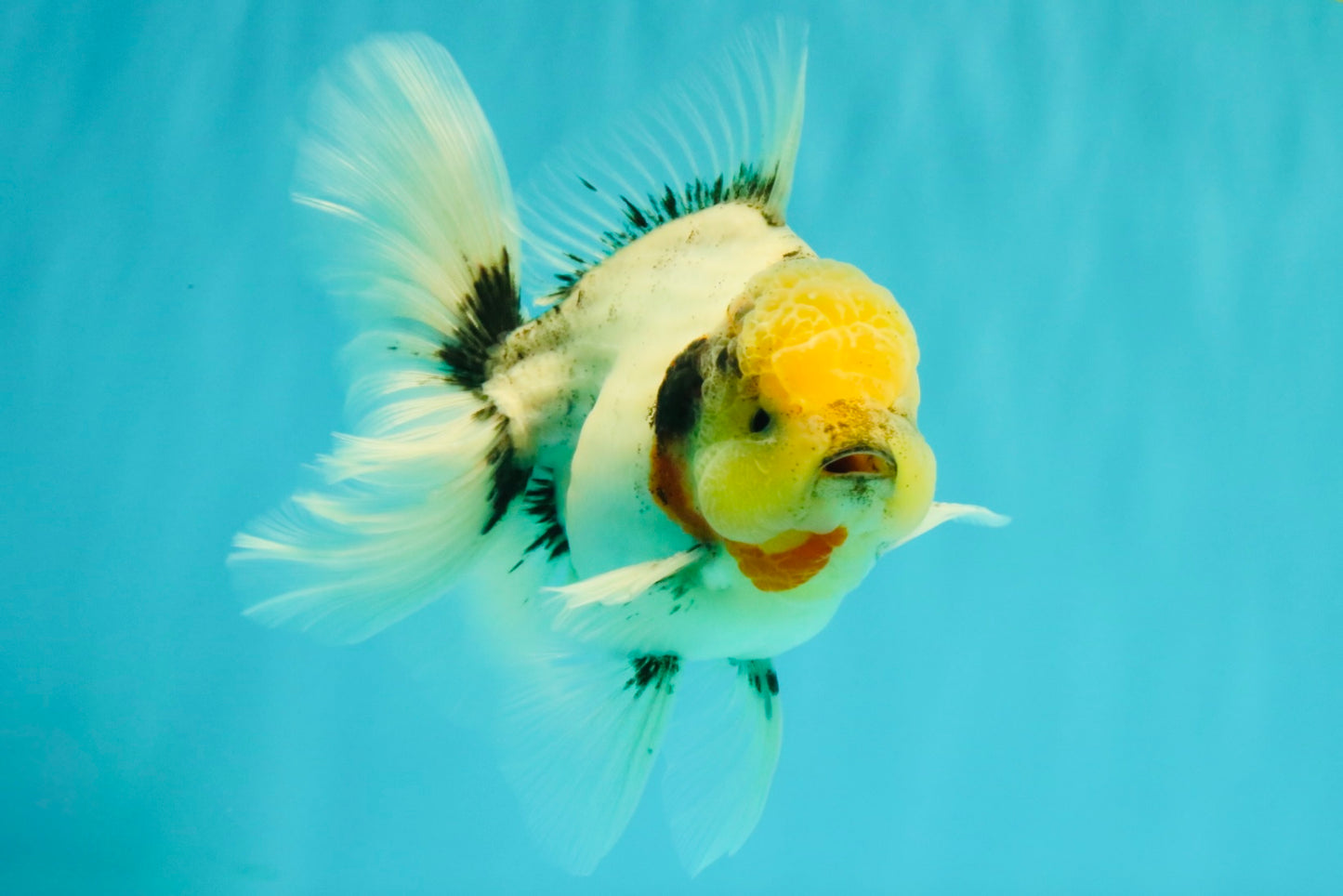 CHONKY AAA Grade Marble Button Eyes Oranda Male 6 inches #061926OR_27