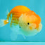 Red White Lionchu Female 4 inches #081426LC_19