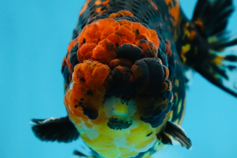 AAA Grade Tiger LionKing 5 inches #080825LC_23